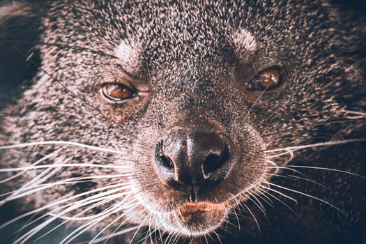 Binturong (Arctictis binturong), also known as bearcat in Cuc Phuong National Park in Ninh Binh, Vietnam