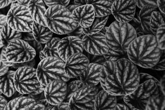 Exotic patterns on leaf surfaces monochrome background