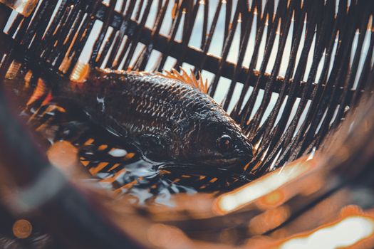 A fish caught inside a creel or a wicker basket traditionally used for fishing in Cambodia that shows the lifestyle, livelihood and local culture of the country