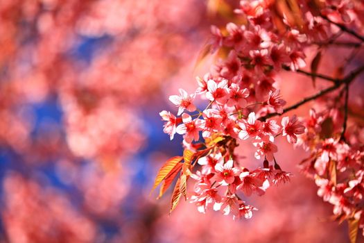 Close up wild himalayan cherry blossom blooming on blue sky background