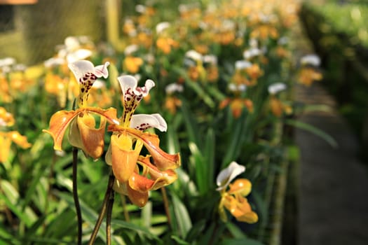 Paphiopeddilum villosum or lady's slipper is yellow orchid and beautiful flower in orchid house Doi inthanon Chiang mai, Thailand