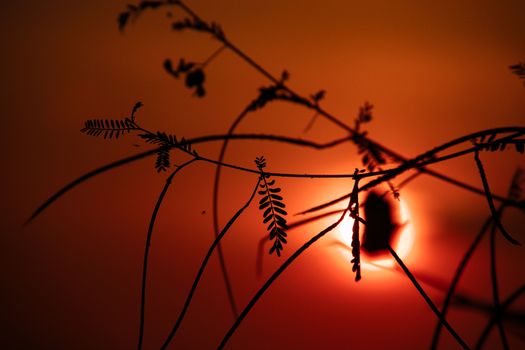 Cinematic photo of leaves silhouettes against a blood red sunset sky during the hot and humid summer season in Cambodia