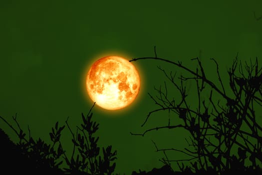 full cold blood moon back on branch tree in the night sky, Elements of this image furnished by NASA