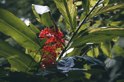 Dark and thick foliage in a tropical forest