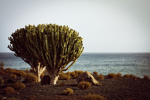 Succulents in Costa Teguise - Lanzarote