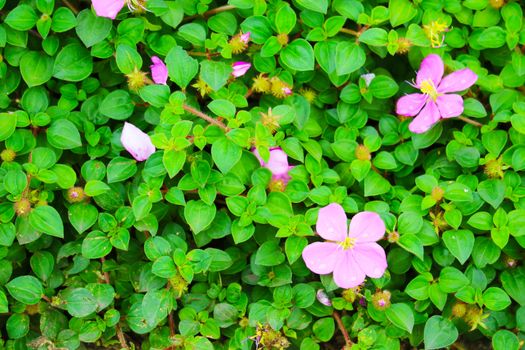 Pink lady, Spanish shawl, Heterocentron elegans pink flower blooming the the garden