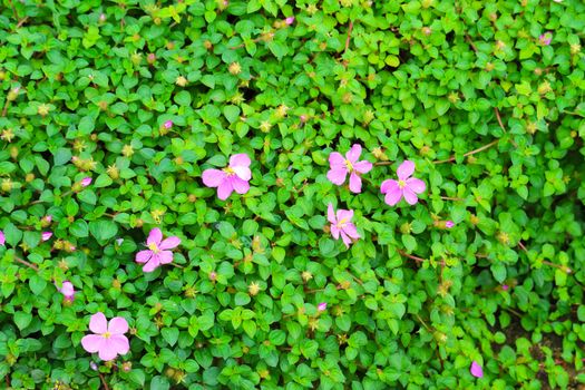 Pink lady, Spanish shawl, Heterocentron elegans pink flower blooming the the garden