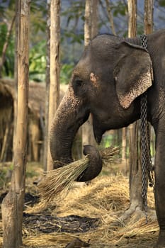 Wild elephant enjoying life at Maesa Elephant Camp's, Chiangmai, Thailand