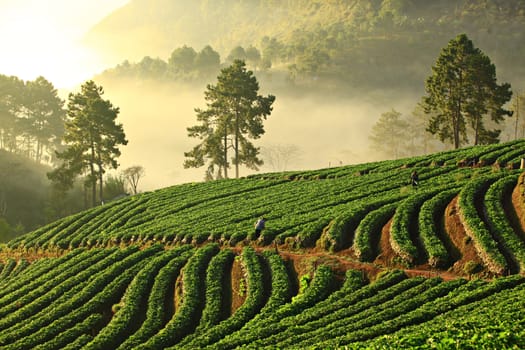 Misty morning in strawberry garden at doi ang khang mountain, Chiangmai, Thailand