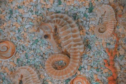 Dried seahorse sold as traditional Chinese medicine in Yaowarat Road or Chinatown in Bangkok, Thailand