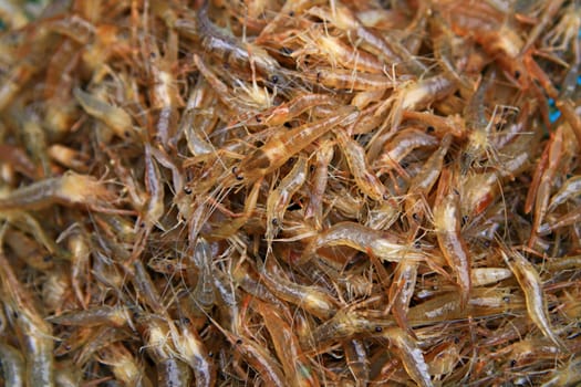 Fresh small river shrimps in Thailand market