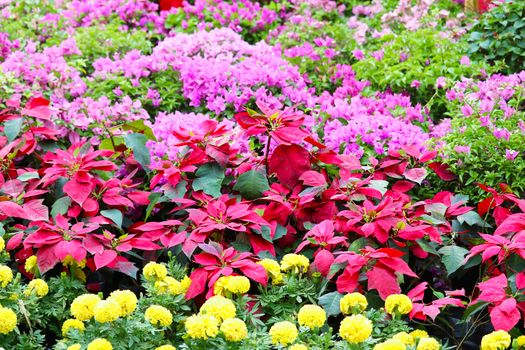 multi color Bougainvillea flowers tree in the garden and Natural flower fence