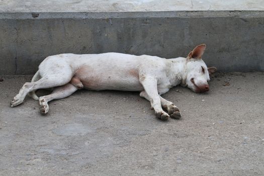 leprosy dog sleeping on concrete bridge