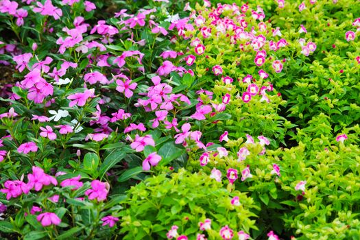 light pink white madagasca periwinkle, rose periwinkle and green leaves in the garden