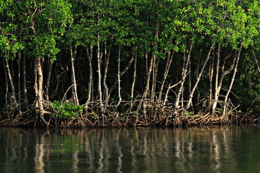 Mangrove forest in mu ko chumphon national park national parks & marine reserves islands Chumphon, Thailand