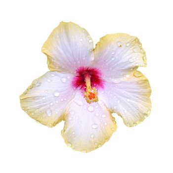 Wet hibiscus flower isolated on white background with clipping path
