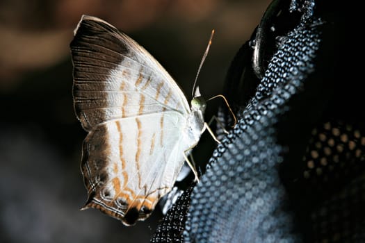 Wild butterfly isolated on black background