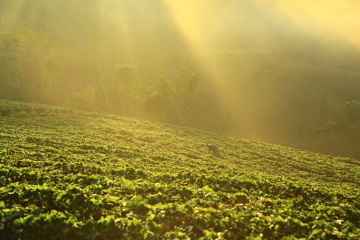 Misty morning in strawberry garden at doi ang khang mountain, Chiangmai, Thailand