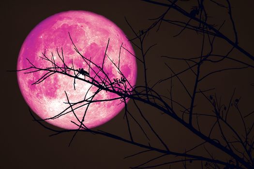 Super Pink Beaver Moon on dark sky and silhouette dry tree at the night, Elements of this image furnished by NASA