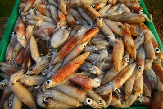 Fresh squid that fishermen prepare to sell