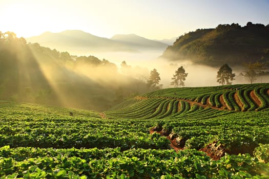 Misty morning in strawberry garden at doi ang khang mountain, Chiangmai, Thailand