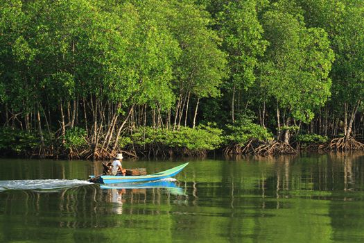 Mangrove forest in mu ko chumphon national park national parks & marine reserves islands Chumphon, Thailand