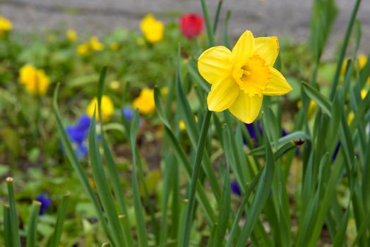 Close up of single yellow daffodil in the garden