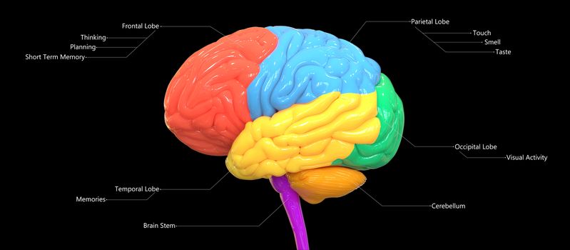 3D Illustration Concept of Central Organ of Human Nervous System Brain Lobes Described with Labels Anatomy Lateral View