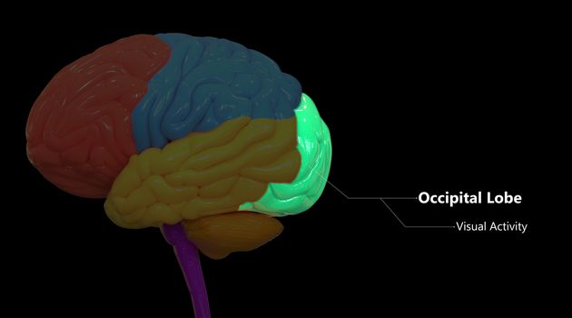 3D Illustration Concept of Central Organ of Human Nervous System Brain Lobes Occipital Lobe Described with Labels Anatomy