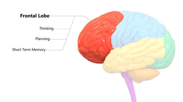 3D Illustration Concept of Central Organ of Human Nervous System Brain Lobes Frontal Lobe Described with Labels Anatomy