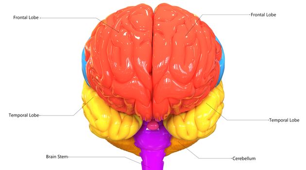 3D Illustration Concept of Central Organ of Human Nervous System Brain Lobes Described with Labels Anatomy Anterior View