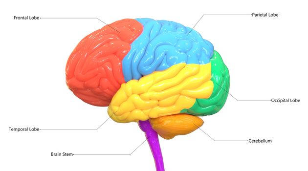 3D Illustration Concept of Central Organ of Human Nervous System Brain Lobes Described with Labels Anatomy Lateral View