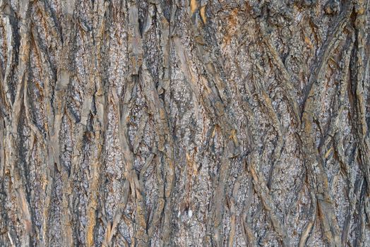 Background or texture made of tree bark