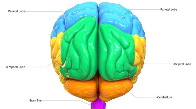 3D Illustration Concept of Central Organ of Human Nervous System Brain Lobes Described with Labels Anatomy Posterior View