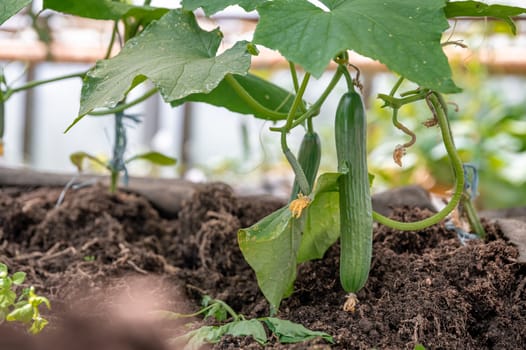 cucumbers growing in a greenhouse, healthy vegetables without pesticide, organic product.