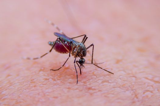 Striped mosquitoes are eating blood on human skin, Dangerous Malaria Infected Mosquito Skin Bite