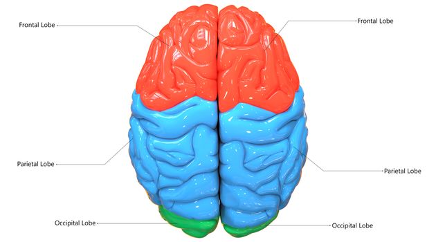 3D Illustration Concept of Central Organ of Human Nervous System Brain Lobes Described with Labels Anatomy Superior View