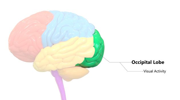 3D Illustration Concept of Central Organ of Human Nervous System Brain Lobes Occipital Lobe Described with Labels Anatomy