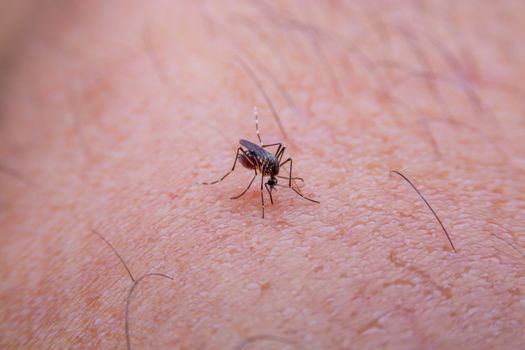 Striped mosquitoes are eating blood on human skin, Dangerous Malaria Infected Mosquito Skin Bite