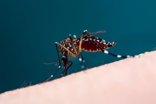 Striped mosquitoes are eating blood on human skin, Dangerous Malaria Infected Mosquito Skin Bite