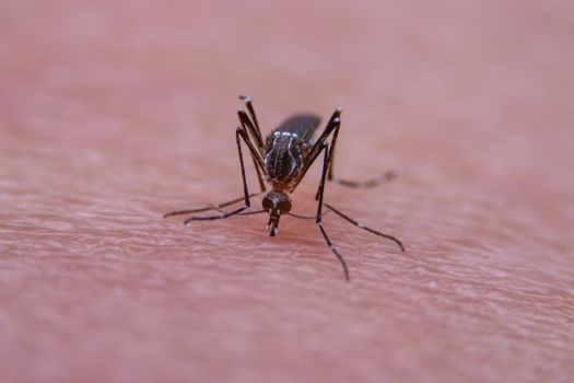 Striped mosquitoes are eating blood on human skin, Dangerous Malaria Infected Mosquito Skin Bite