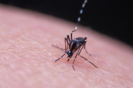 Striped mosquitoes are eating blood on human skin, Dangerous Malaria Infected Mosquito Skin Bite