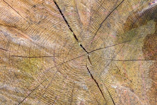 Natural background or texture made of cut tree trunk