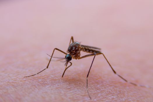 Striped mosquitoes are eating blood on human skin, Dangerous Malaria Infected Mosquito Skin Bite