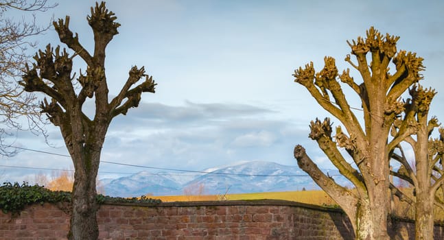 tree cut in front of the Vosges mountains in France