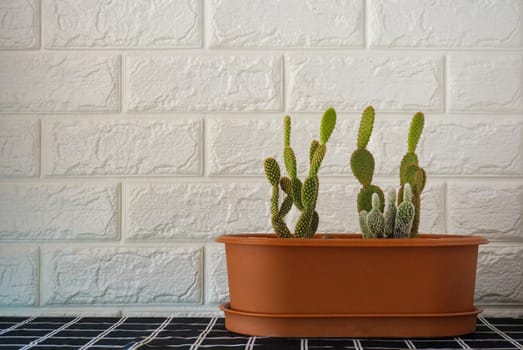 Opuntia cactus in plastic pot.