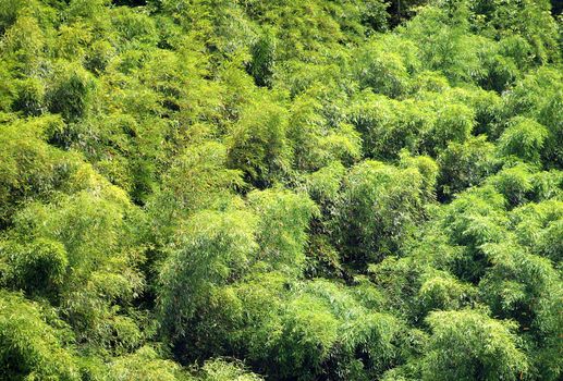 Green bamboo trees are swaying gently in the breeze
