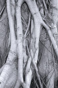 The trunk of a Banyang Tree with its complex surface roots