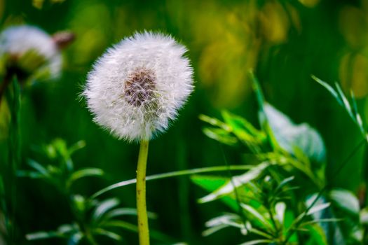 Dandelion clock in the morning sunlight blowing away across a green background