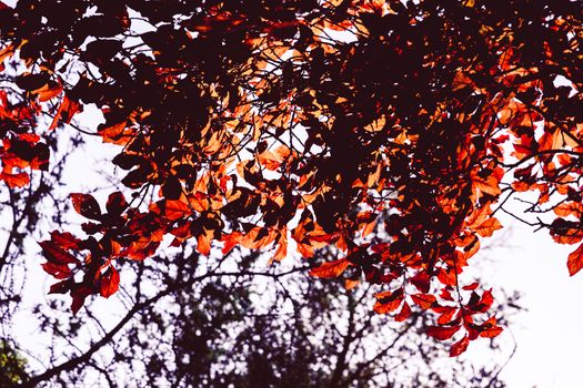 Beech tree with leaves in autumn colors UK